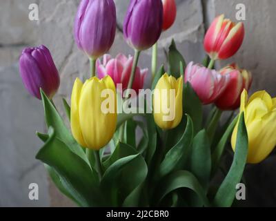 Gros plan de fleurs coupées en tulipe jaune, violet, rose et rouge sur fond de pierre Banque D'Images