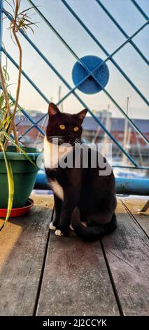 Un cliché vertical d'un chat domestique de shorthair noir et blanc Banque D'Images