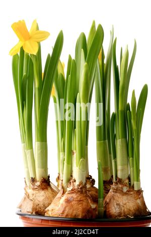 Jonquilles dans une casserole avec oignon isolé sur fond blanc fleurs de printemps Banque D'Images