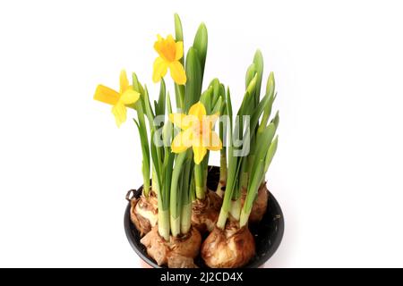 Jonquilles dans une casserole avec oignon isolé sur fond blanc fleurs de printemps Banque D'Images