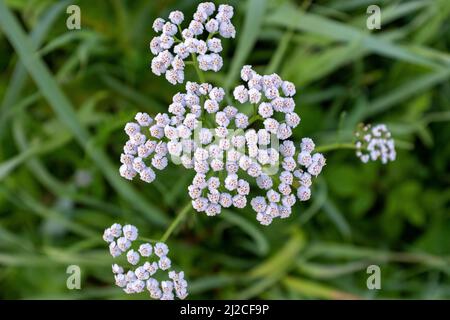 Fleurs yarrow blanches, gros plan. Un yarrow de fleur pour la conception ou le projet. Fleurs yarrow inflorescence dans l'herbe pour publication, affiche, calendrier Banque D'Images