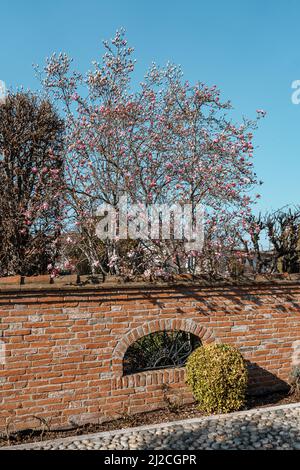 Une belle fleur trois derrière le mur de brique avec des cerisiers en fleurs roses Banque D'Images