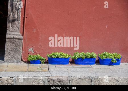 Une rangée de succulents qui se développent à partir de pots bleus vitrés en face d'une résidence. San Miguel de Allende, Guanajuato, Mexique Banque D'Images