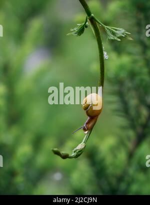 Un escargot de raisin lent ramper la vigne. Magnifique bokeh en arrière-plan. Banque D'Images