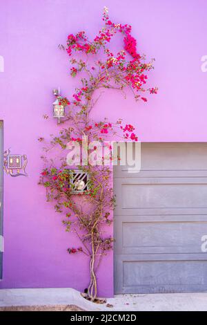 Une plante de bougainvillea qui grandit sur le côté d'un mur d'une maison à San Miguel de Allende, Guanajuato, Mexique Banque D'Images