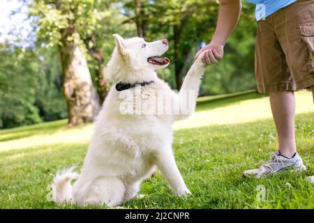 Un chien Husky blanc assis à l'extérieur et qui se secoue la main avec une personne Banque D'Images
