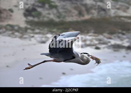 Pacific Grove, Californie, États-Unis. 31st mars 2022. Héron bleu avec Gopher Kill (Credit image: © Rory Merry/ZUMA Press Wire) Banque D'Images