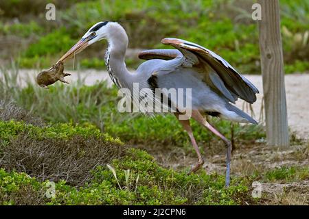 Pacific Grove, Californie, États-Unis. 31st mars 2022. Héron bleu avec Gopher Kill (Credit image: © Rory Merry/ZUMA Press Wire) Banque D'Images