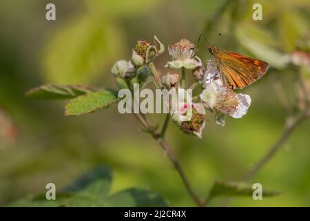 Grand hespérie (Ochlodes sylvanus) buvant du nectar de mûre (Runus fruticosus) Banque D'Images