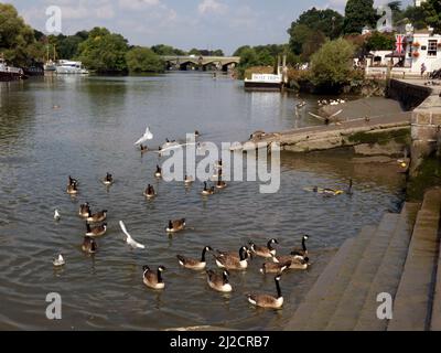 Canards colverts nageant Richmond-on-Thames, Surrey, Angleterre Banque D'Images