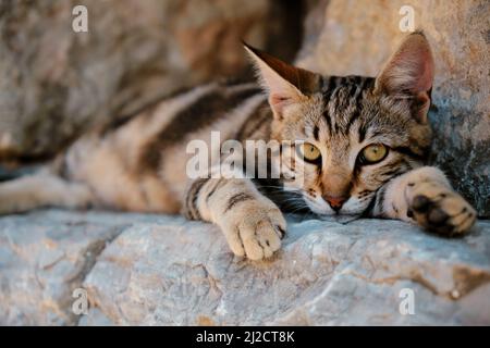 Chat tabby errant sur les ruines de l'ancienne ville d'Éphèse en Turquie Banque D'Images