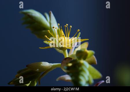 Image de quelques branches et fleurs d'une plante de type éternel, succulente de la variété Sedum palmeri avec un fond bleu foncé Banque D'Images