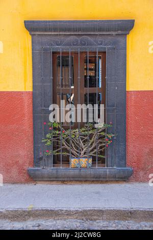 Une fenêtre décorée d'un succulent en pot. San Miguel de Allende, Guanajuato, Mexique. Banque D'Images