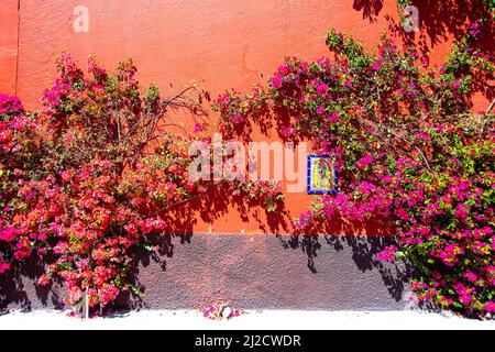 Une plante de bougainvilliers. San Miguel de Allende, Guanajuato, Mexique. Banque D'Images