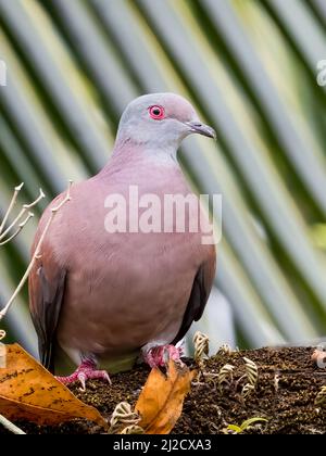 Pigeon à fente pâle, Patagioenas cayennensis Banque D'Images