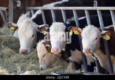 BUCKINGHAMSHIRE, Royaume-Uni - 13 avril 2021. Jeunes vaches Hereford, bétail dans un abri de vache ou une grange. Entreprise de bovins de boucherie Hereford Banque D'Images