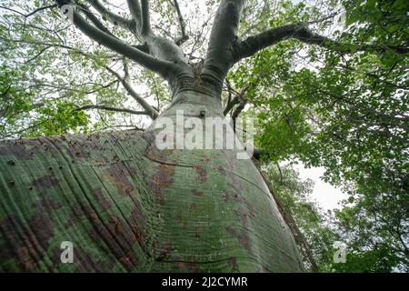 Ceiba trischistandra, un grand arbre à bouteilles trouvé dans l'écosystème aride de la forêt sèche du sud de l'Équateur et du nord du Pérou. Banque D'Images