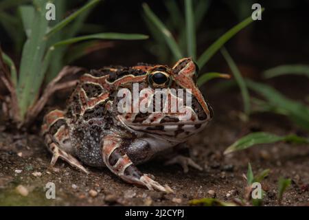Photo macro d'une grenouille à cornes du pacifique (Ceratophrys stolzmanni) des forêts sèches de l'Équateur et du Pérou - une espèce menacée qui est rarement vue. Banque D'Images