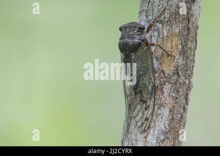 Cicada perchée sur une branche de la forêt sèche tumbésienne de la province d'El Oro, Equateur, Amérique du Sud. Banque D'Images