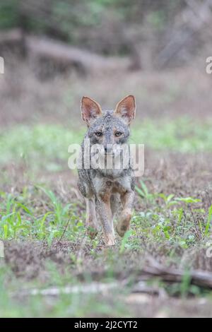 Un portrait d'un renard séchuran (Lycalopex sechurae), un petit Canide endémique au Pérou et en Équateur en Amérique du Sud. Banque D'Images