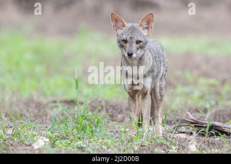 Un portrait d'un renard séchuran (Lycalopex sechurae), un petit Canide endémique au Pérou et en Équateur en Amérique du Sud. Banque D'Images