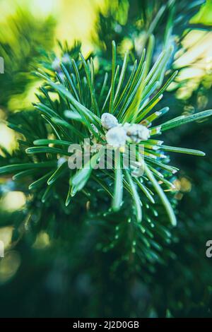 De petits motifs blancs peuvent être observés sur les aiguilles de pin de cette épinette serbe. Banque D'Images