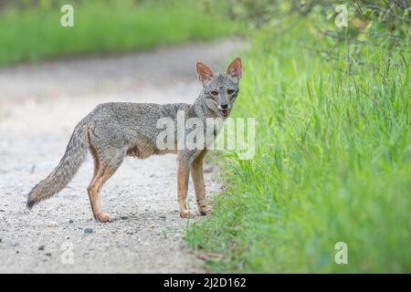 Le renard séchuran (Lycalopex sechurae) est un petit canin endémique de la forêt sèche du Pérou et de l'Équateur en Amérique du Sud. Banque D'Images