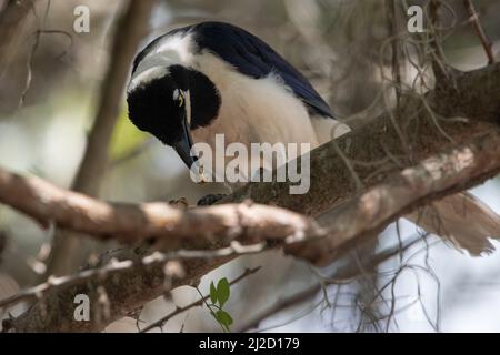 Un geai à queue blanche (Cyanocorax mystacalis) de la forêt sèche de Tumbesian en Équateur. Son alimentation sur une sorte d'écrou. Banque D'Images