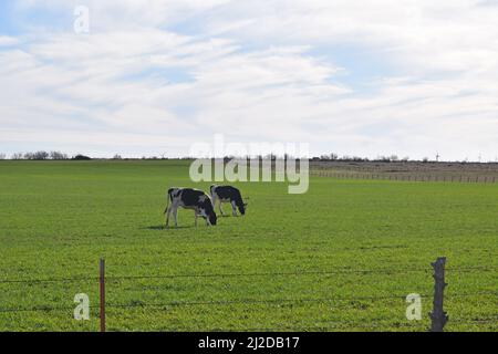 Deux vaches Holstein broutent dans un champ entre Windthorst, TX, et Archer City, TX Banque D'Images