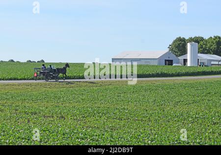 Un buggy Amish voyage vers le sud sur une route de comté près d'Arthur, Illinois vers une ferme (un champ de maïs et un champ de soja sont de chaque côté de la b Banque D'Images