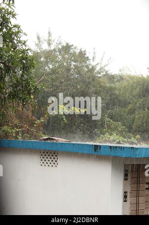 pluie en été gouttes de pluie tombant sur le sol. Banque D'Images