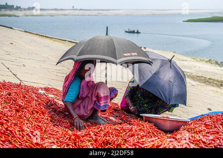 Les femmes bangladaises traitent et dessèchent le piment rouge sous le soleil près de la rivière Jamuna à Bogra. Chaque jour, ils gagnent moins de $1 USD (Taka. 80) après avoir travaillé 8 heures par jour. Dans les régions du nord du Bangladesh, la plupart des femmes participent à sa production et à sa transformation, ainsi qu'à leur travail régulier de soins non rémunérés. Dans ce domaine, les femmes ont un accès limité ou inexistant aux marchés ou aux finances, elles ont moins de pouvoir de négociation et un revenu limité. Banque D'Images