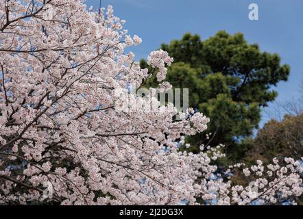 Nagoya, Japon. 01st avril 2022. Cerisiers en fleurs vus à Nagoya. La fleur de cerisier, également connue sous le nom de Sakura au Japon, culmine normalement en mars ou au début d'avril au printemps. La Sakura est la fleur nationale du Japon et apprécier les cerisiers en fleurs est une ancienne coutume japonaise. (Photo de Takahiro Yoshida/SOPA Images/Sipa USA) crédit: SIPA USA/Alay Live News Banque D'Images