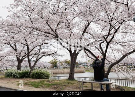 Nagoya, Japon. 01st avril 2022. Un homme aime les cerisiers en fleurs dans le parc de Nagoya. La fleur de cerisier, également connue sous le nom de Sakura au Japon, culmine normalement en mars ou au début d'avril au printemps. La Sakura est la fleur nationale du Japon et apprécier les cerisiers en fleurs est une ancienne coutume japonaise. (Photo de Takahiro Yoshida/SOPA Images/Sipa USA) crédit: SIPA USA/Alay Live News Banque D'Images