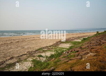 Sur les plages de Ratnagiri au Maharashtra. Cette année, moins d'oiseaux migrateurs ont été trouvés. La perte de bio-diversité est très visible. Banque D'Images