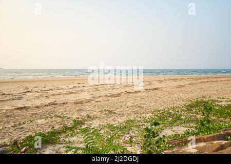 Sur les plages de Ratnagiri au Maharashtra. Cette année, moins d'oiseaux migrateurs ont été trouvés. La perte de bio-diversité est très visible. Banque D'Images