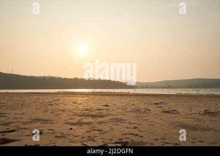 Sur les plages de Ratnagiri au Maharashtra. Cette année, moins d'oiseaux migrateurs ont été trouvés. La perte de bio-diversité est très visible. Banque D'Images