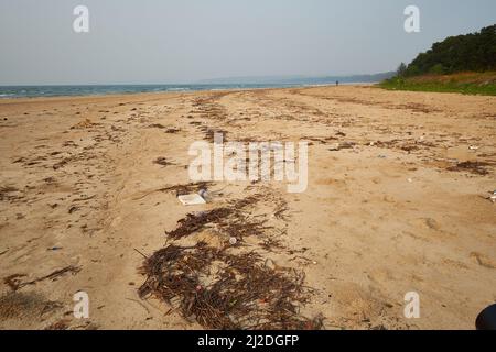 Sur les plages de Ratnagiri au Maharashtra. Cette année, moins d'oiseaux migrateurs ont été trouvés. La perte de bio-diversité est très visible. Banque D'Images