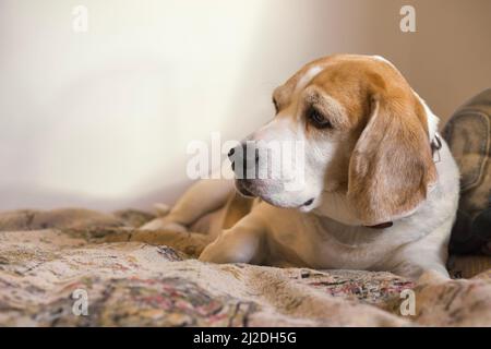 Chien Beagle posé sur le canapé Banque D'Images