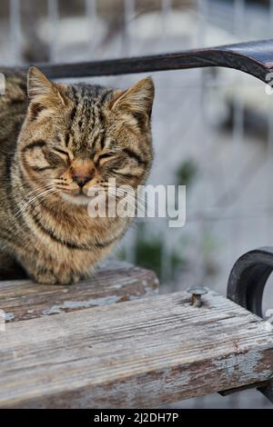 Un chat errant est assis sur un banc en hiver. Photo verticale. Banque D'Images