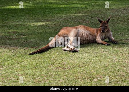 Marsupiaux / un kangourou gris de l'est se reposant au parc animalier de Ballarat en Australie. Banque D'Images