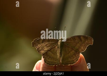 Papillon brun sur la main humaine . chocolat mansy junonia ifita papillon. Banque D'Images