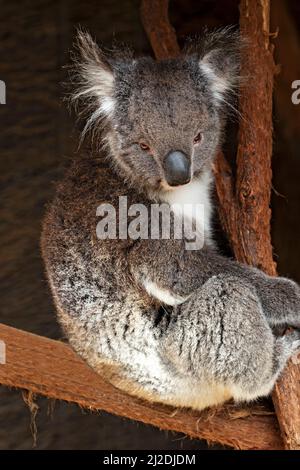 Mammifères / Un Koala se reposant au parc animalier de Ballarat en Australie. Banque D'Images