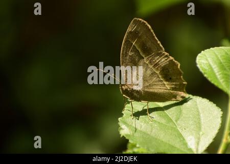 magnifique photo de brun foncé ( mycalesis mineus ) papillon assis sur la feuille . Banque D'Images