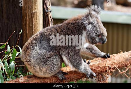 Mammifères / Un Koala se reposant au parc animalier de Ballarat en Australie. Banque D'Images