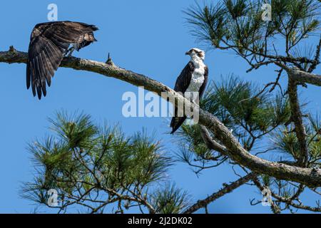 Ospreys (Pandion haliatus) perchée sur une branche de pin à Ponte Vedra Beach, Floride. (ÉTATS-UNIS) Banque D'Images