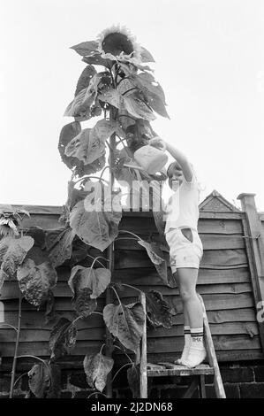 Le jeune jardinier, Victoria Hazell, arrose fièrement la fleur de soleil géante qui grandit dans son jardin arrière, Reading, octobre 1985. Banque D'Images