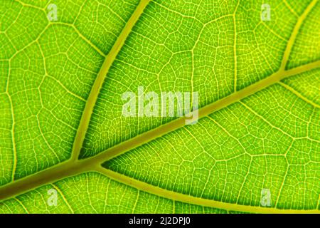 Arrière-plan de la macro feuille verte. Gros plan texture et motif de plante organique. Mise au point sélectionnée. Nature, feuillage, fond biologique. Photo de haute qualité Banque D'Images