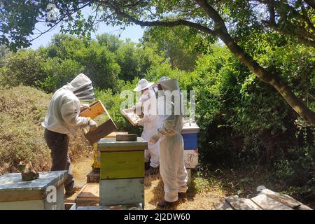 Les apiculteurs inspectant une abeille domestique (Apis mellifera) Cadre de couvain. Banque D'Images