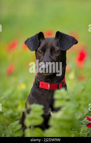 Portrait d'un chien noir dans un feuillage vert luxuriant hors foyer fleurs rouges en arrière-plan Banque D'Images